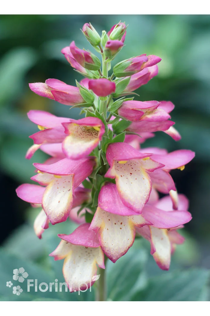 Naparstnica 'Berry Canary' | Digitalis digiplexis
