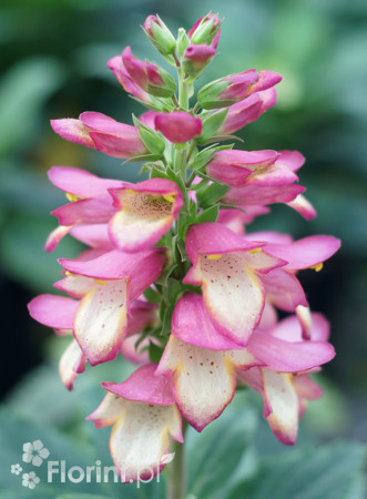Naparstnica 'Berry Canary' | Digitalis digiplexis