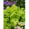 Żurawka 'Lime Ruffles' Heuchera