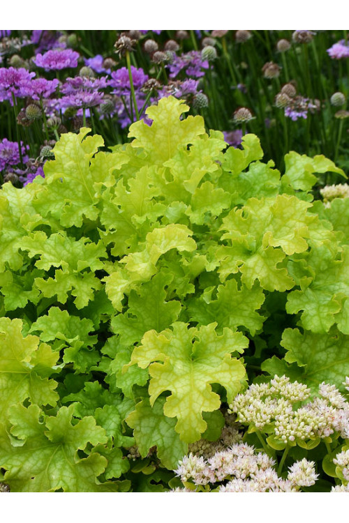 Żurawka 'Lime Ruffles' Heuchera