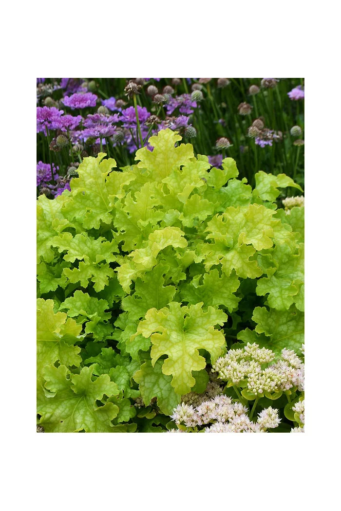 Żurawka 'Lime Ruffles' Heuchera