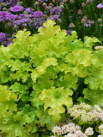 Żurawka 'Lime Ruffles' Heuchera