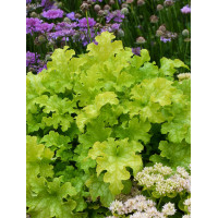 Żurawka 'Lime Ruffles' Heuchera