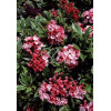 Kalmia szerokolistna 'Olympic Fire' Kalmia latifolia