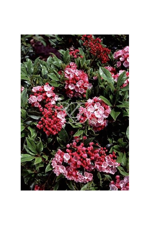 Kalmia szerokolistna 'Olympic Fire' Kalmia latifolia