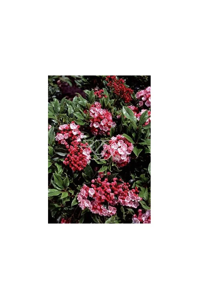 Kalmia szerokolistna 'Olympic Fire' Kalmia latifolia