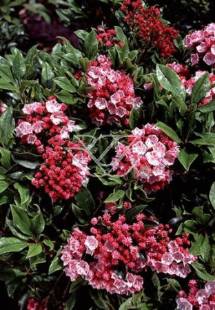 Kalmia szerokolistna 'Olympic Fire' Kalmia latifolia