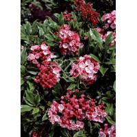 Kalmia szerokolistna 'Olympic Fire' Kalmia latifolia