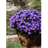 Aster 'Island Samoa' | Aster
