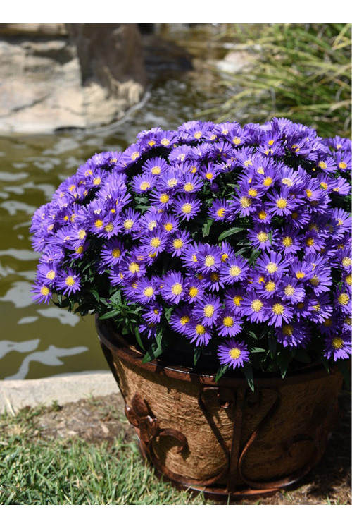 Aster 'Island Samoa' | Aster
