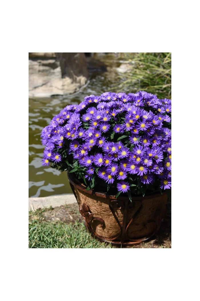 Aster 'Island Samoa' | Aster