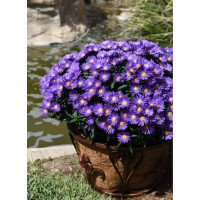 Aster 'Island Samoa' | Aster