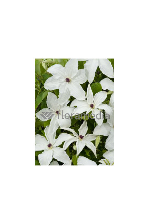 Powojnik 'Urszula Ledóchowska' | Clematis