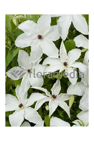 Powojnik 'Urszula Ledóchowska' | Clematis