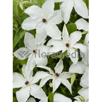 Powojnik 'Urszula Ledóchowska' | Clematis