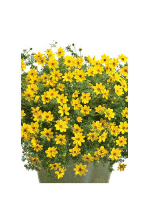 Czubatka ubiorkolistna, brachycome