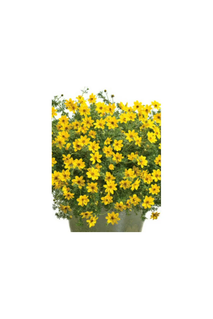 Czubatka ubiorkolistna, brachycome