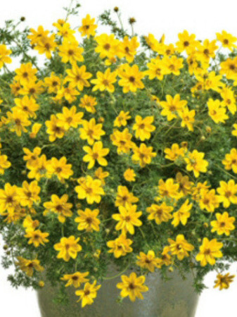 Czubatka ubiorkolistna, brachycome