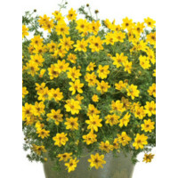 Czubatka ubiorkolistna, brachycome