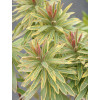 Wilczomlecz migdałolistny 'Ascot Rainbow' div class'lat' Euphorbia amygdaloides /div