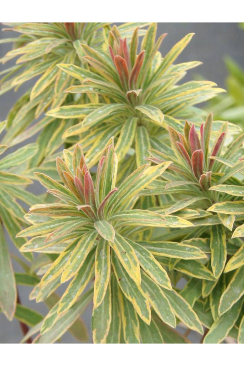 Wilczomlecz migdałolistny 'Ascot Rainbow' div class'lat' Euphorbia amygdaloides /div