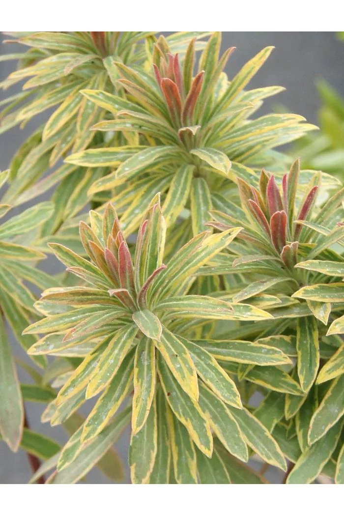 Wilczomlecz migdałolistny 'Ascot Rainbow' div class'lat' Euphorbia amygdaloides /div