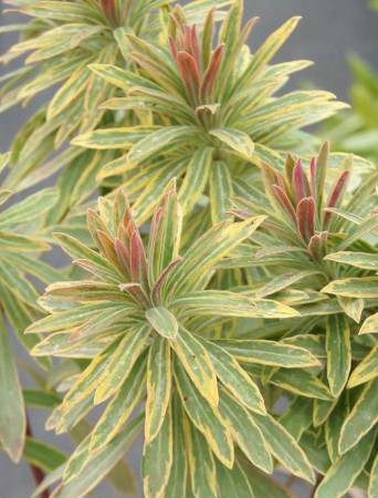 Wilczomlecz migdałolistny 'Ascot Rainbow' div class'lat' Euphorbia amygdaloides /div