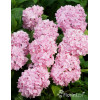 Hortensja ogrodowa 'Bouquet Rose' | Hydrangea macrophylla