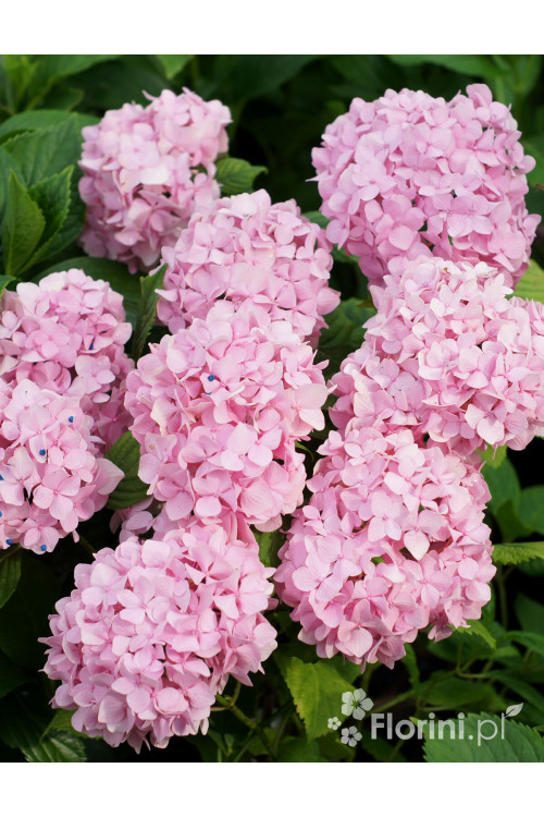 Hortensja ogrodowa 'Bouquet Rose' | Hydrangea macrophylla