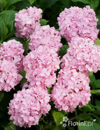 Hortensja ogrodowa 'Bouquet Rose' | Hydrangea macrophylla