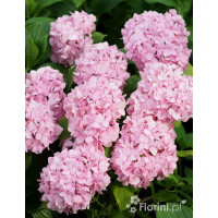 Hortensja ogrodowa 'Bouquet Rose' | Hydrangea macrophylla