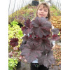 Żurawka 'Magnum' Heuchera