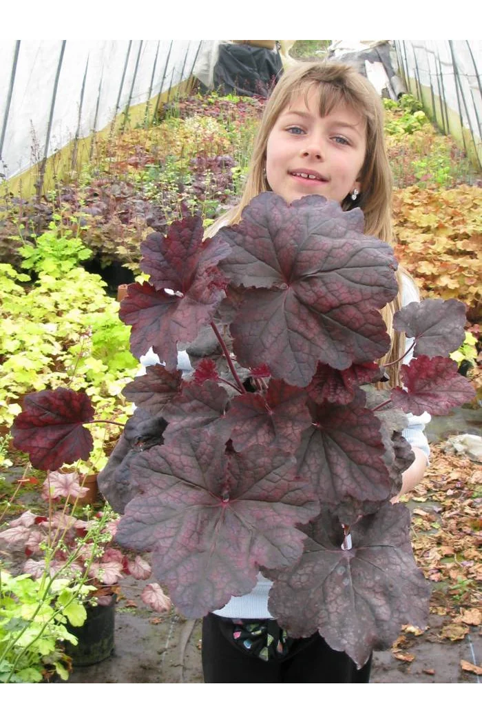 Żurawka 'Magnum' Heuchera