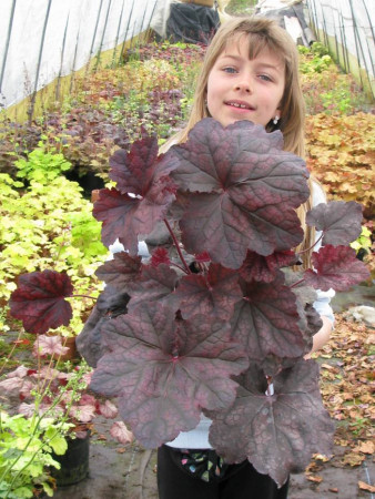 Żurawka 'Magnum' Heuchera