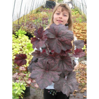 Żurawka 'Magnum' Heuchera