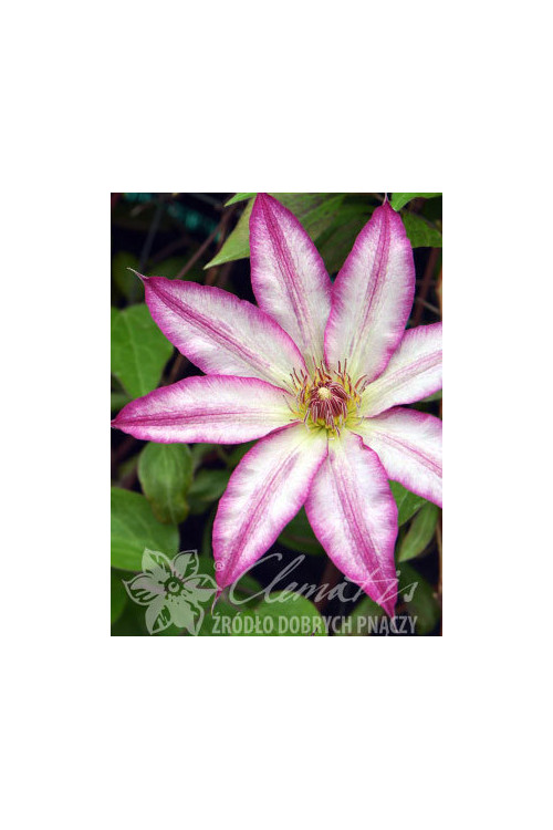 Powojnik 'Tae'| Clematis