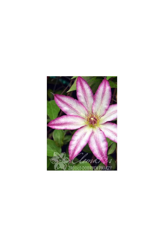 Powojnik 'Tae'| Clematis