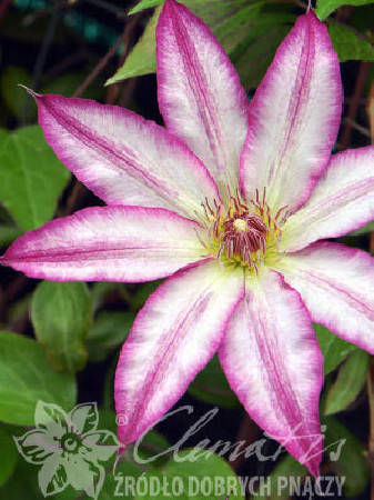 Powojnik 'Tae'| Clematis