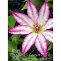 Powojnik 'Tae'| Clematis