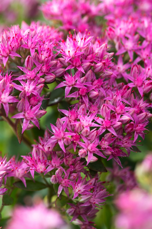 Rozchodnik karpacki 'Munstead Dark Red' | Sedum telephium