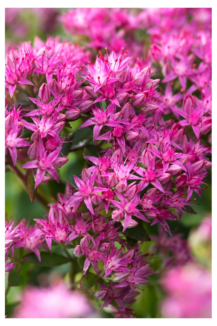 Rozchodnik karpacki 'Munstead Dark Red' | Sedum telephium