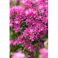 Rozchodnik karpacki 'Munstead Dark Red' | Sedum telephium