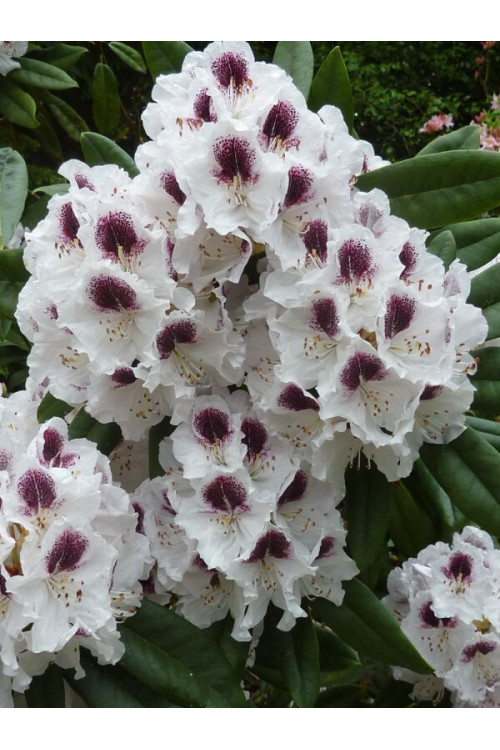 Różanecznik 'Calsap' | Rhododendron
