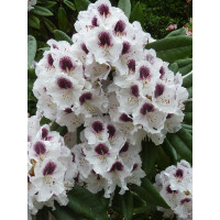 Różanecznik 'Calsap' | Rhododendron