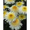 Złocień 'Real Glory' | Leucanthemum maximum