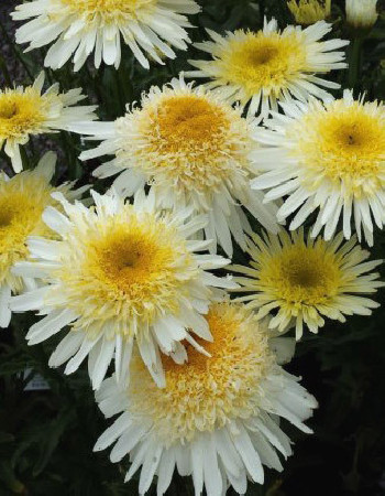 Złocień 'Real Glory' | Leucanthemum maximum