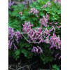 Kokorycz buschii Corydalis buschii
