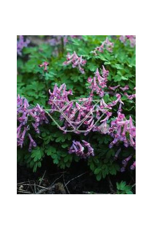Kokorycz buschii Corydalis buschii