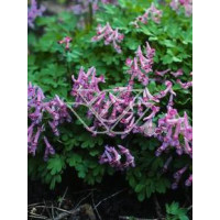 Kokorycz buschii Corydalis buschii