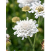 Driakiew gołębia 'Flutter™ Pure White' | Scabiosa columbaria